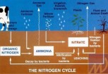 Xu ly nuoc nhiem Nitrat, Nitrit, Amoniac