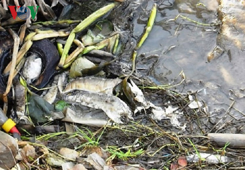 Vụ cá chết tại Cà Mau: 100% mẫu nước vượt ngưỡng cho phép